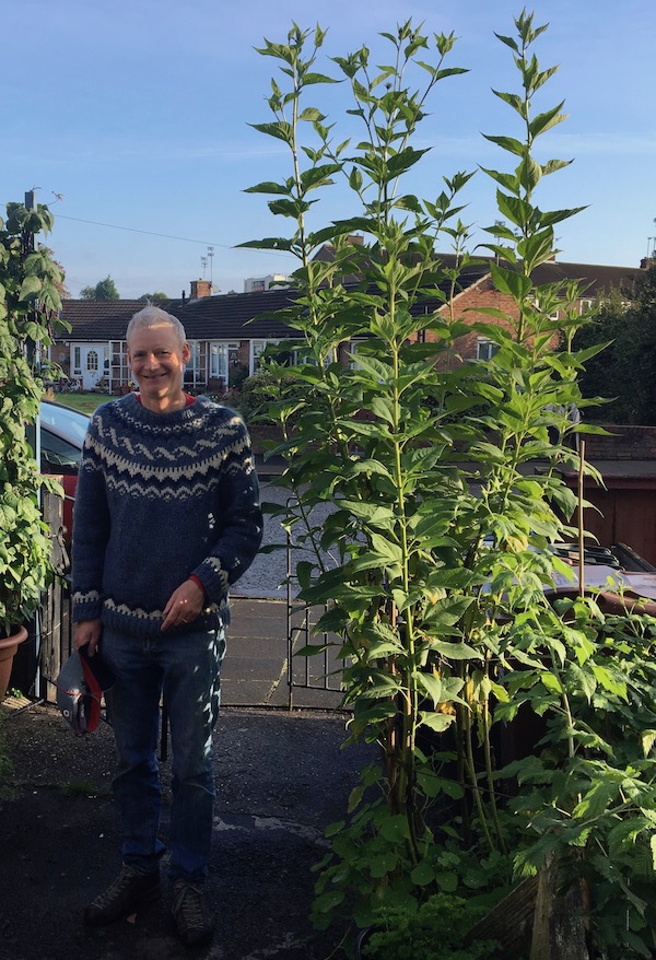 The Jerusalem artichokes grew over 8 feet tall in a container just six inches (15cm) deep. 