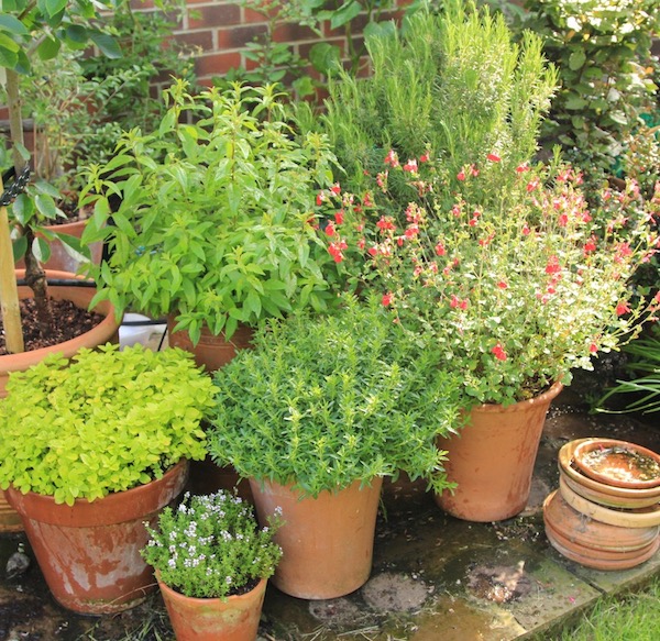 Oregano, lemon verbena, thyme, savory and rosemary in terracotta pots