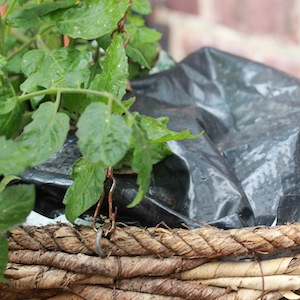 This soil in this hanging basket has been covered (or 'mulched') with plastic to help prevent water loss. Just lift a corner of the plastic to water. 