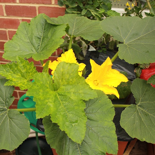 The bushy leaves of courgettes can cast shade on other crops. It won't hurt to cut off a few leaves to reduce this problem.