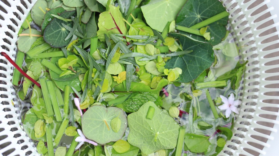 Just picked: a typical home grown salad of nasturtium leaves, mint, tarragon, garlic chives, oregano, beetroot leaf, sorrel and watercress. The combinations and possibilities are limitless.