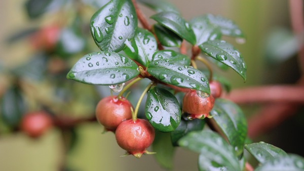 Chilean guavas are unusual, tasty and easy to grow in containers. 