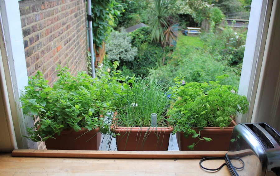 Mint, chives and parsley - the perfect herbs for a shady kitchen window sill.