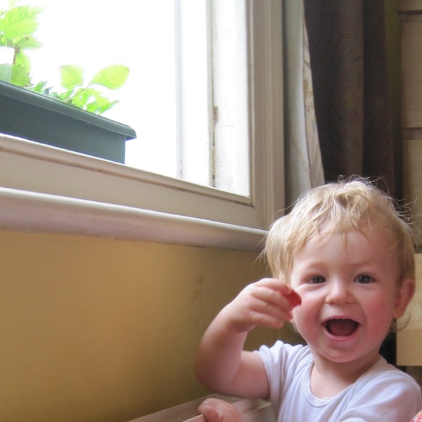 My son foraging alpine strawberries from our bedroom window sill in London. 