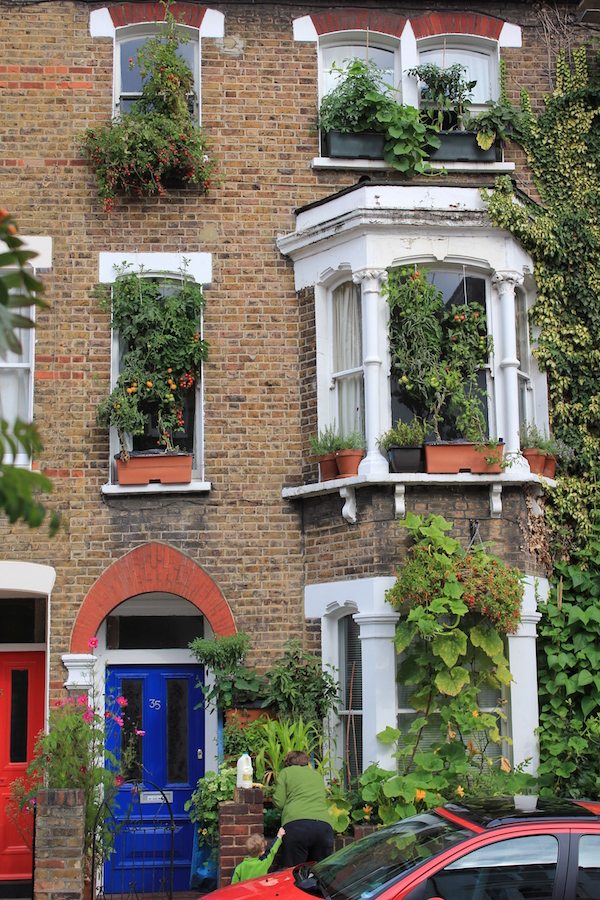 My window sill kitchen garden when I lived in London. This was south facing so I could grow tomatoes (top windowsills) and tromba squash (on my downstairs neighbours window sills!). 