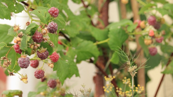 Soft fruit grows well and productively in small spaces - it is highly nutritious and perishable, so ideal for growing at home. 