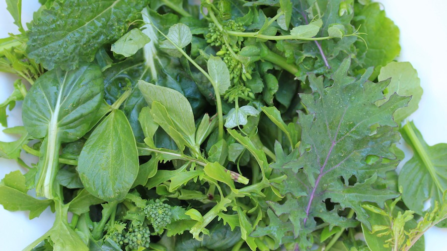 Many, many bowls of salad like this can be grown from a few packs of seeds. 