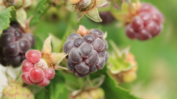 Soft fruit is expensive and doesn't transport well - so it makes sense to grow it on your doorstep. 