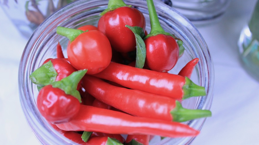 Chillies yield well and you can grow many wonderful varieties unavailable in the shops. If you want to eat lots of high quality chillies on a budget, growing your own is a good solution. 