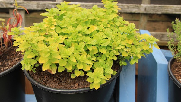 Oregano: this variety has a vibrant yellow leaf. 