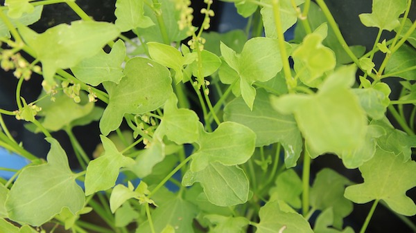 Buckler leaf sorrel: perfect for salads.