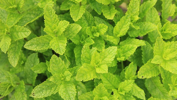 Mint: few plants have more uses than mint! 