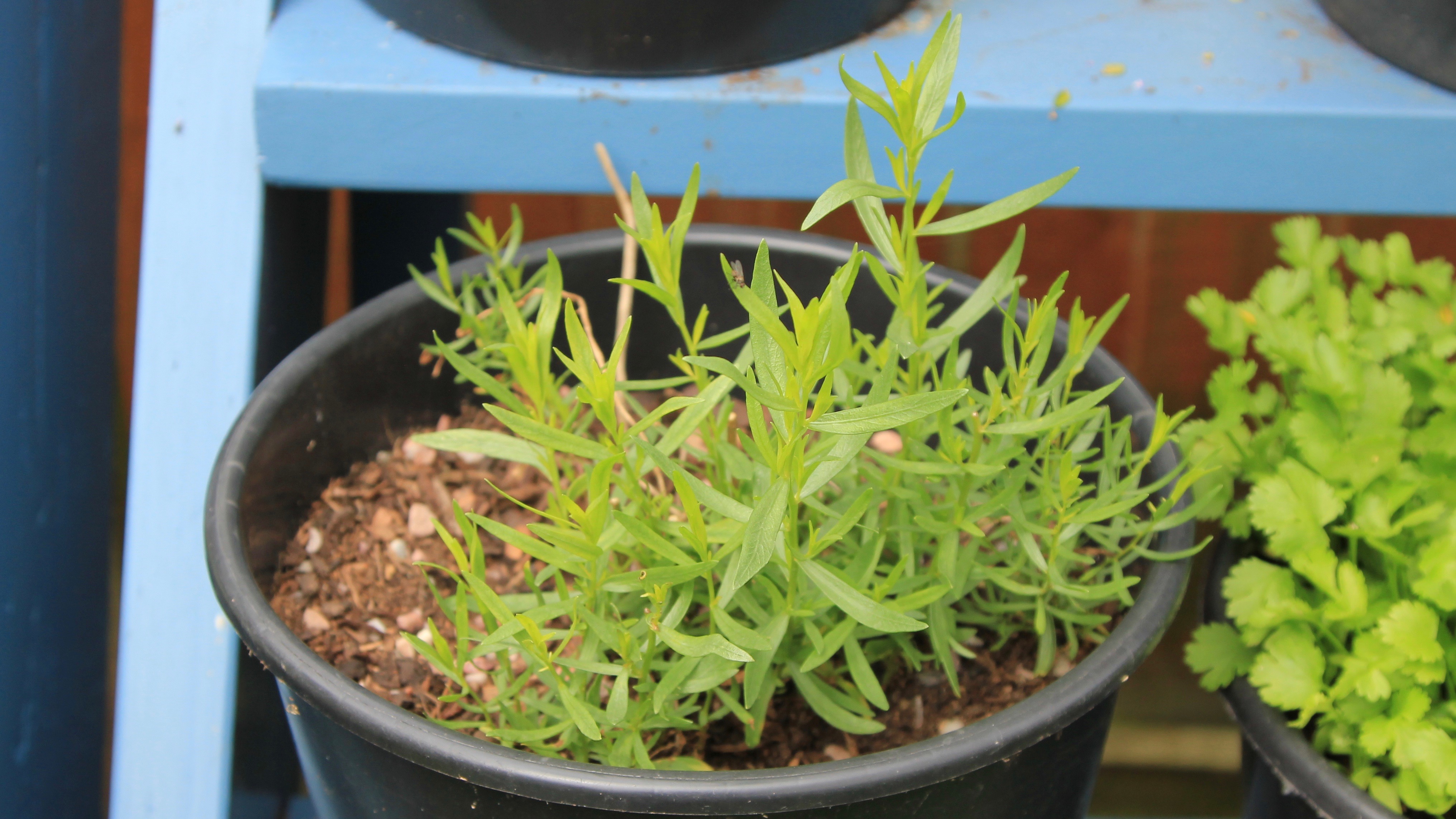 Tarragon - highly flavoured, and just getting established again after winter. 