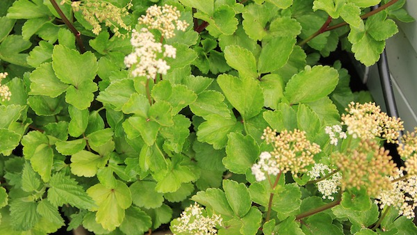 Scotts lovage: pretty and great for making stocks. Edible flowers, too.