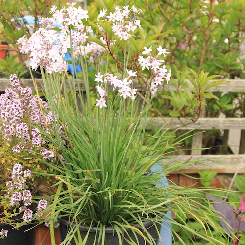 Tulbaghia fairy star has edible leaves and flowers - and flowers for months!