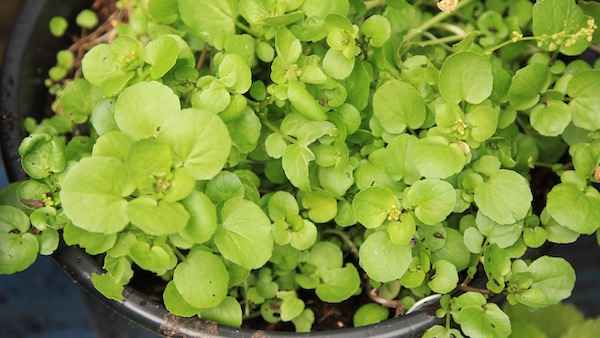 Watercress grows well in containers and does not need especially wet soil. 