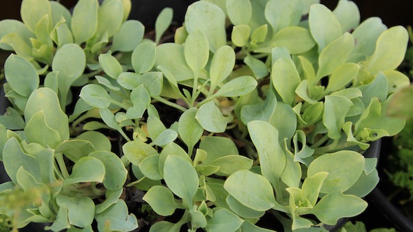 Oyster plant: an unusual salad plant with a taste of the sea. Pretty purple flowers in summer, too.