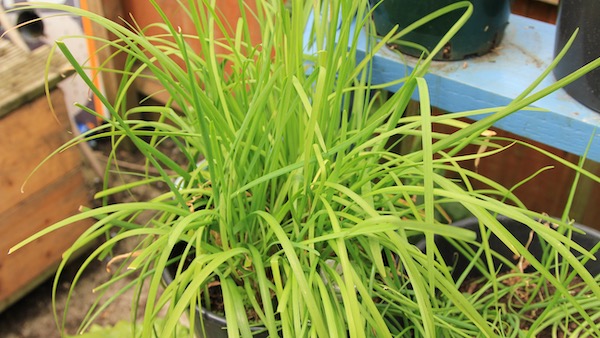 Garlic chives are a nice alternative to common chives - and the flower later in the year, too. Grow both!