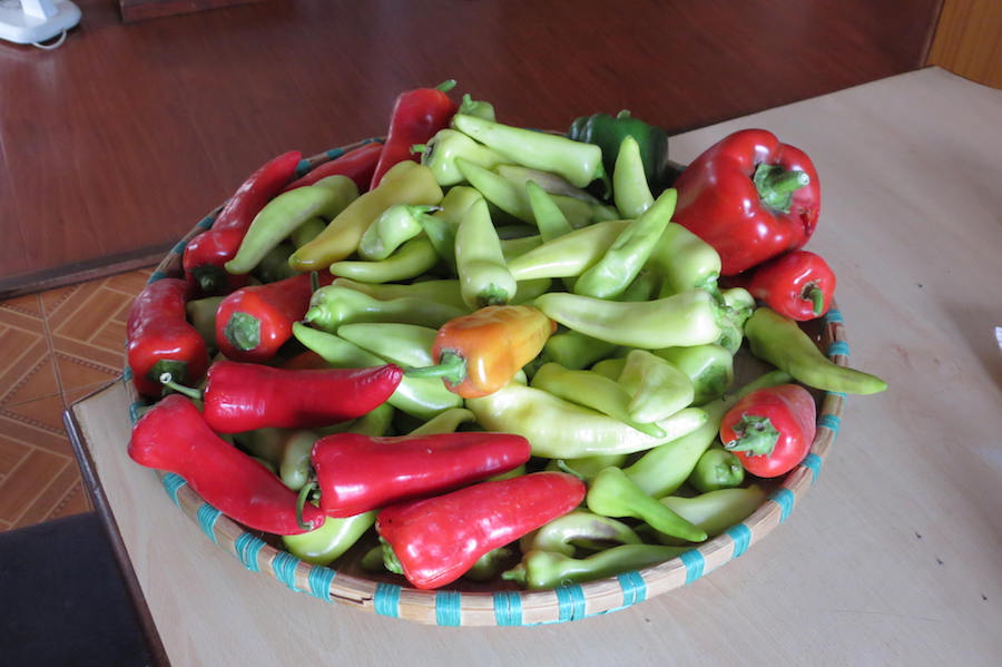 A chilli harvest from Rajendra's containers. 