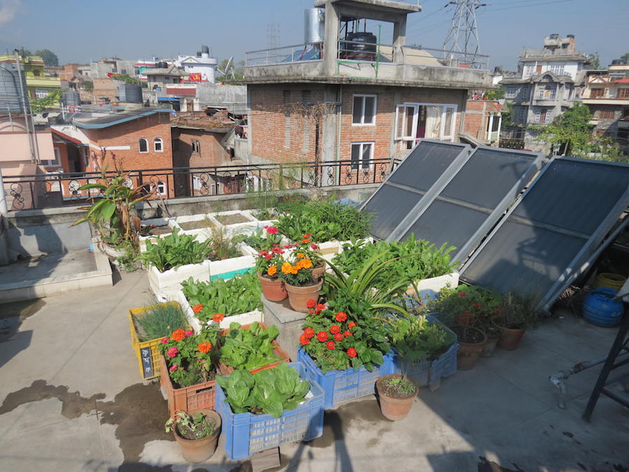 Many people perceive rooftop growing as a small thing - but it can actually make a big difference to the city. 