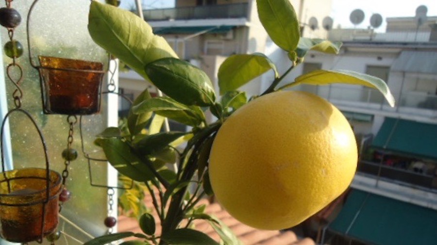 Balcony grown grapefruit! 