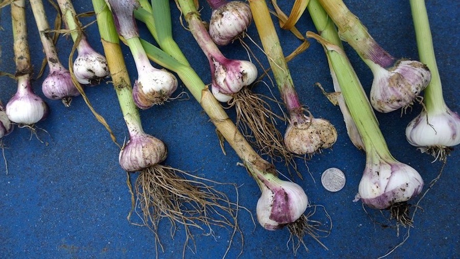 A harvest of garlic from containers on Lewis's boa