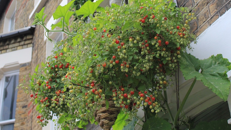 I used water drippers made of out plastic bottles with holes drilled in the lids to help keep these hanging baskets watered. 