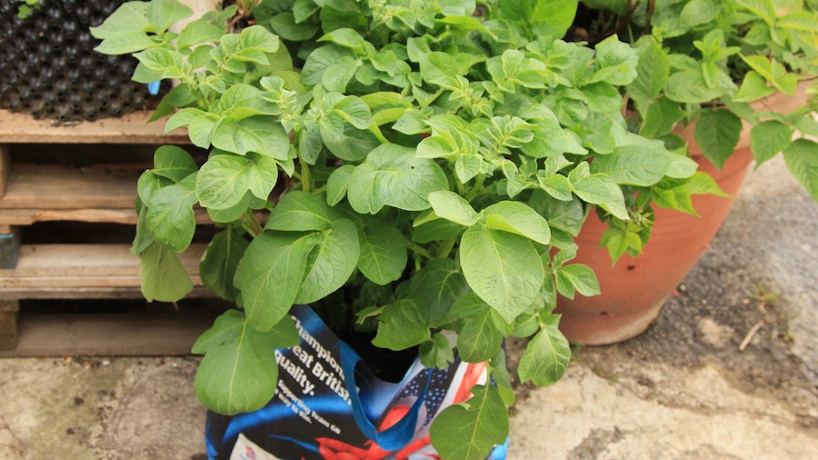 Bags for life make ideal containers for potatoes. Roll the sides up as they grow.