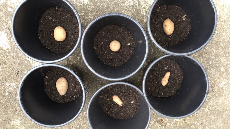 Only one seed potato needed in a small bucket. These are different varieties (mostly Earlies) - you can see the harvest from each bucket in the photo at the top. 