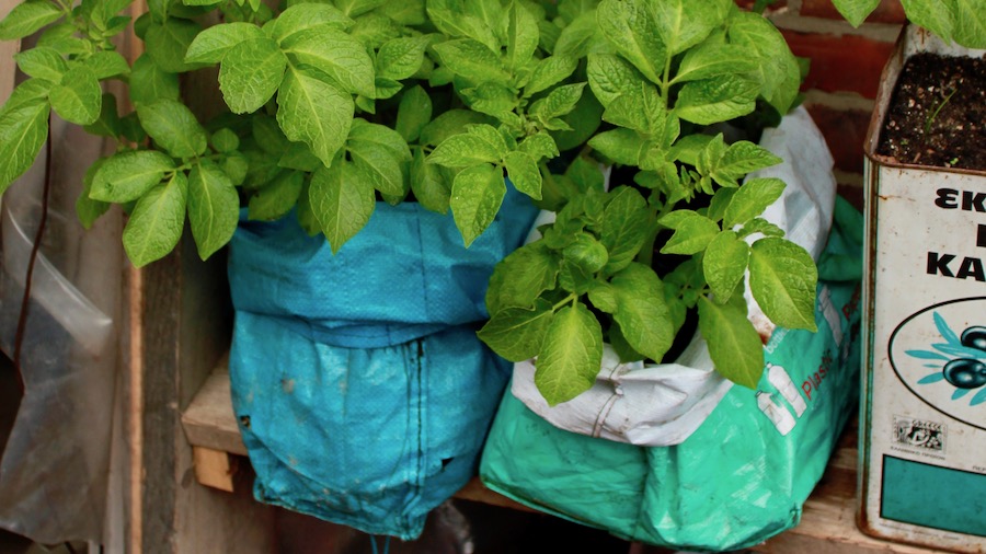 Roll up the side of the bag and top up with potting mix as the potatoes grow. 