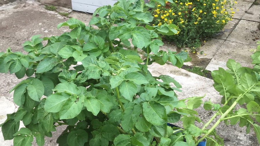 The small flowers on this potato (in the foreground, not the plant behind!) are sign it might be ready for harvesting. 