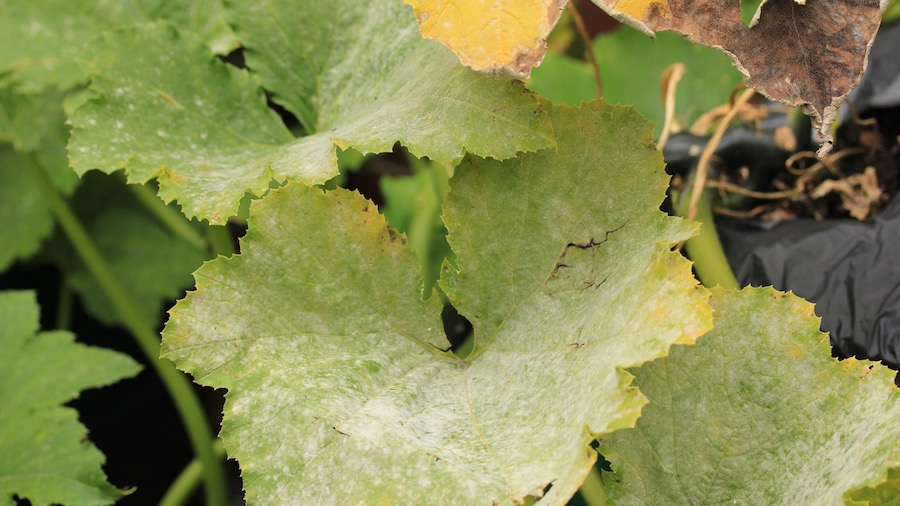 Mildew is a common problem - regular watering can help delay its onset. 