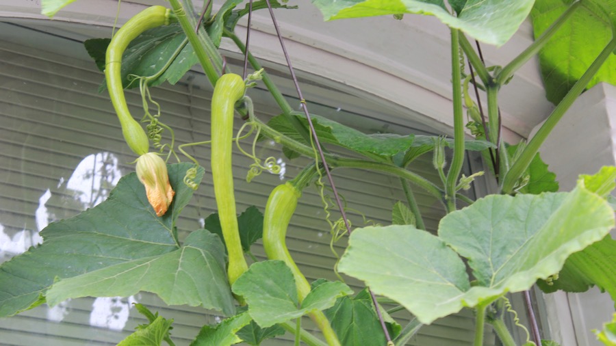 Tromba or tromboncino squash is an excellent climbing alternative to courgettes. Grow it the same way, and provide string or trellis for it climb up. 
