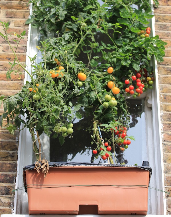 Earthboxes are well designed for growing high yields of vegetables. 