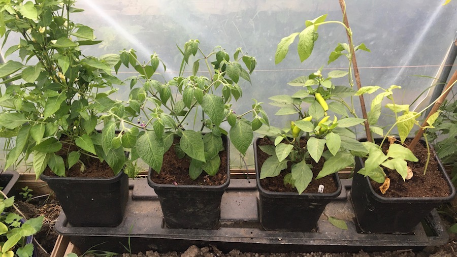 Young chillies and yard long beans growing in a Quadgrow. 