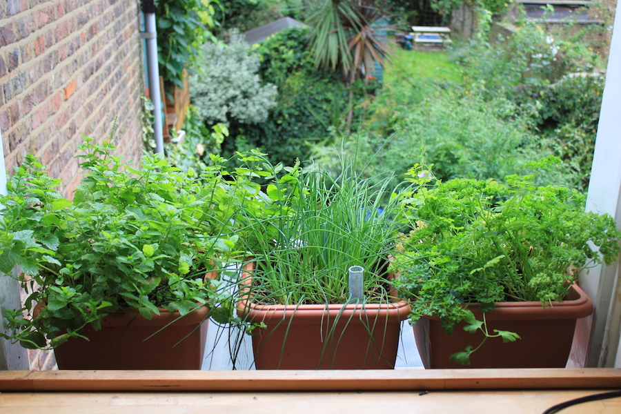 These 30 cm Stewart planters with reservoirs are a good size for herbs and chillies. 