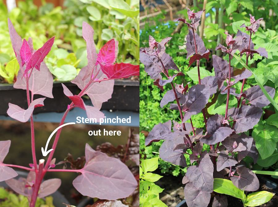 Left: the main stem has been pinched out and you can see two new stems growing. Right: A bushier plant growing from a pinched out plant. 