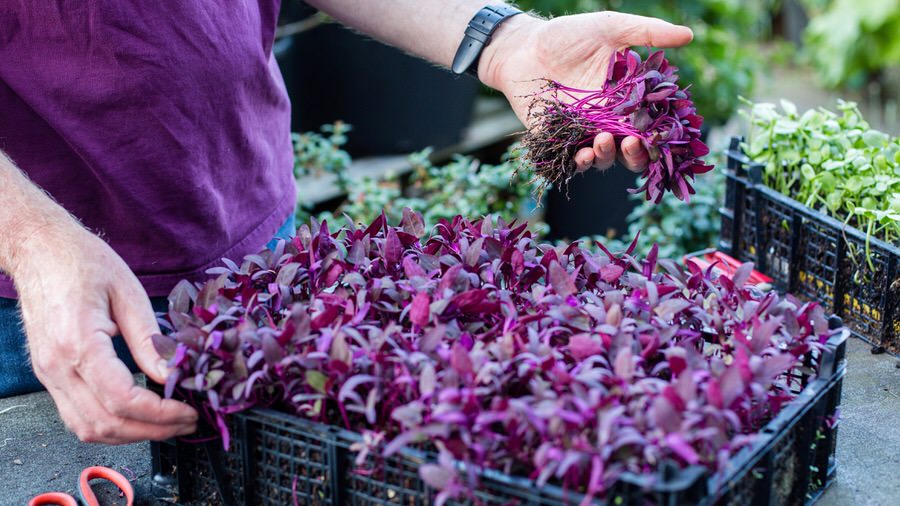 Thinning out microgreens © Clare Bowes