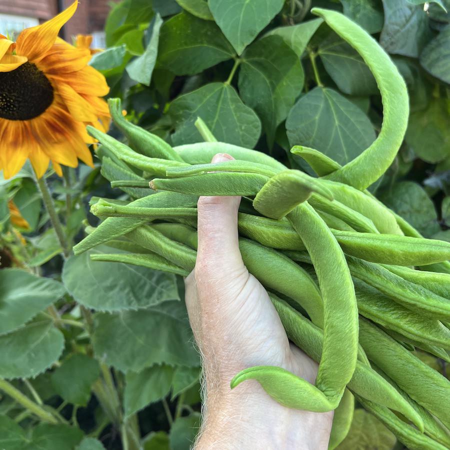 Runner beans are really tasty, particularly when young and tender. But we do find that we get a bit bored of them after several bowls. 