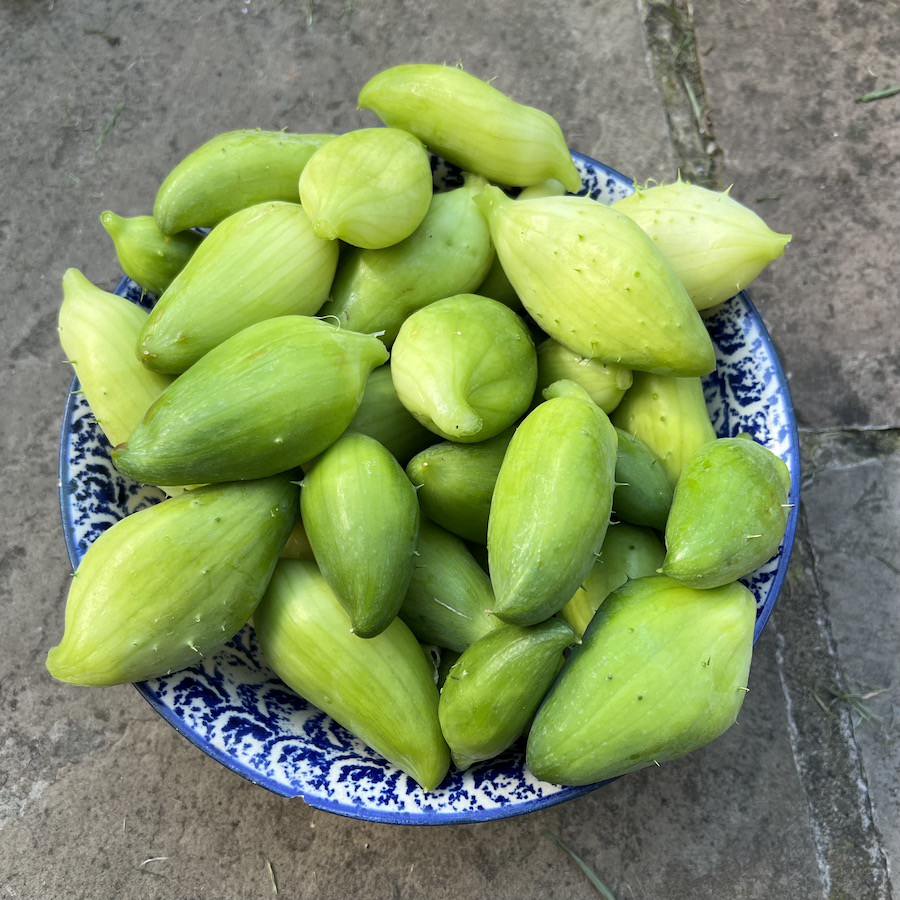 Achocha is a vigorous climber, productive and fun to grow. The fruits taste a bit like a cross between a pepper and a cucumber. We like them - but not enough to make space to grow them every year. 