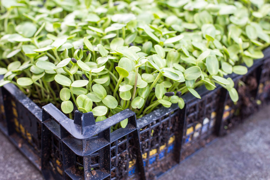 Sunflower shoots growing in a recycled mushroom tray