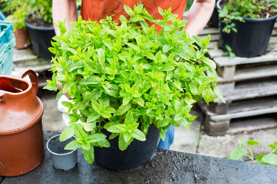 Supermarket mint moved into a larger pot