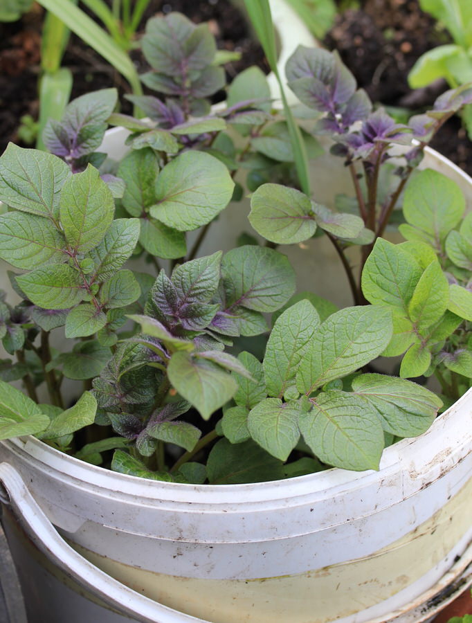 Potatoes growing in a plastic bucket