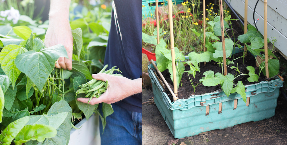 Left: 12 climbing beans will fit in this container. - but only 6 dwarf beans. Right: picking dwarf beans - they give a good harvest but the beans tend to all come at the same time rather than over several weeks. 