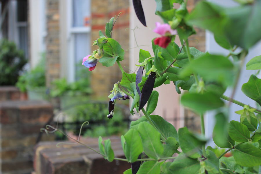 Tall climbing peas can look really pretty but shorter varieties can be productive, too. 