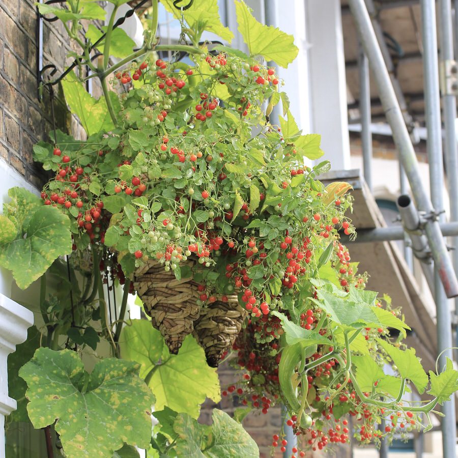 When choosing a tomato for a small container like a hanging basket, be sure to chose a smaller, compact variety like cherry cascade. 