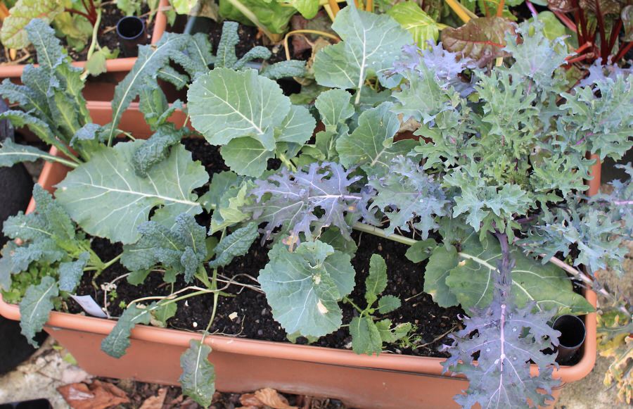 The size a kale plant will grow to is mainly constrained by both the size of the pot and the amount of space in the pot each plant has. 
