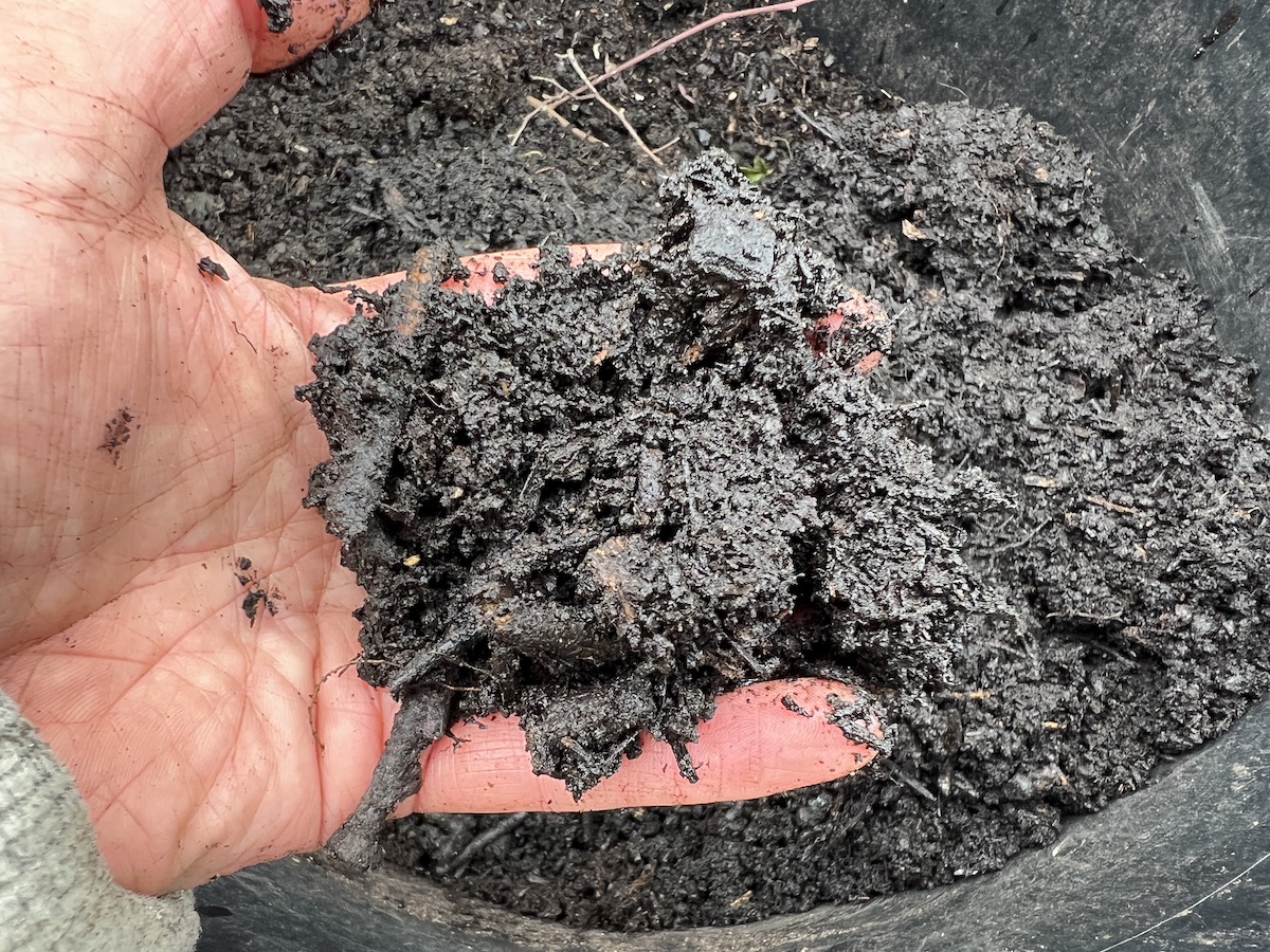 This is an example of green waste compost, made by the local council. As you can see it has large bits of wood on it - but it's still possible to grow in it. The more expensive brands that use green waste normally have far fewer of these large lumps. 