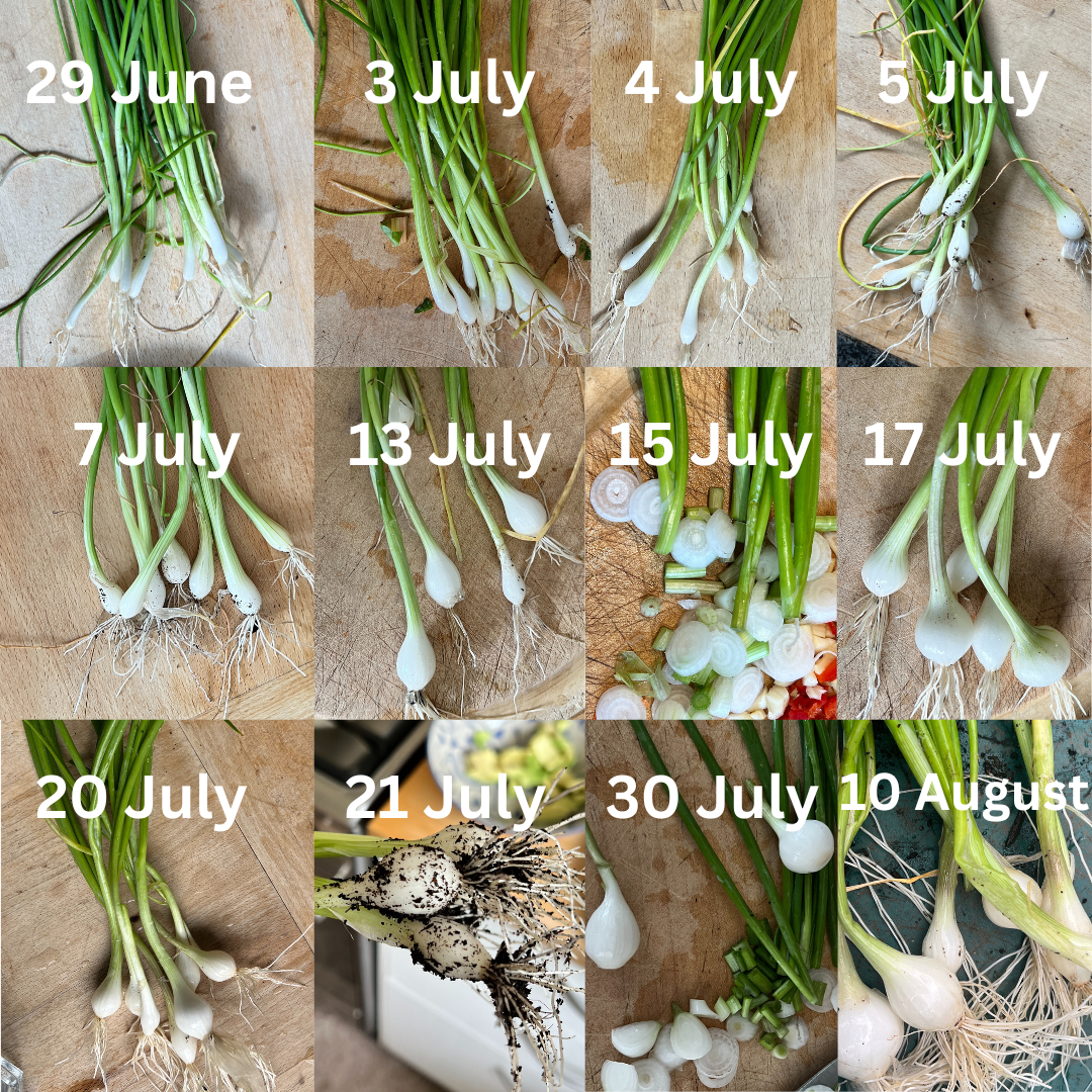 These are the spring onion / scallion harvests from the one small pot over several weeks - I didn't remember to photograph them all! 