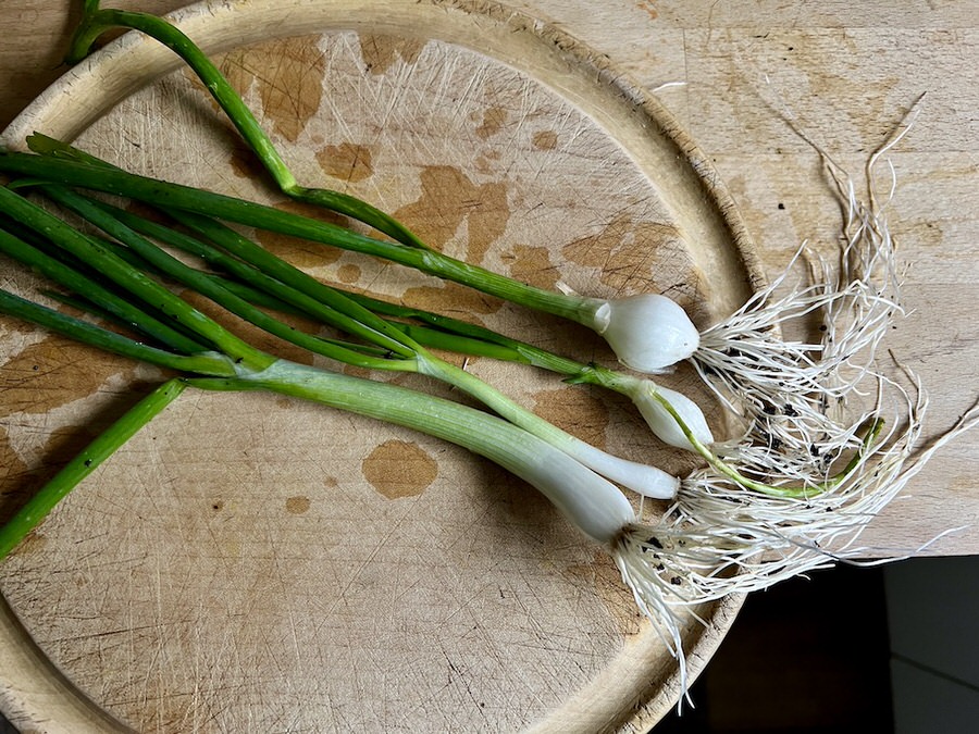 Todays's harvest on 15 September, about 20 weeks after sowing. And still a few more left! 